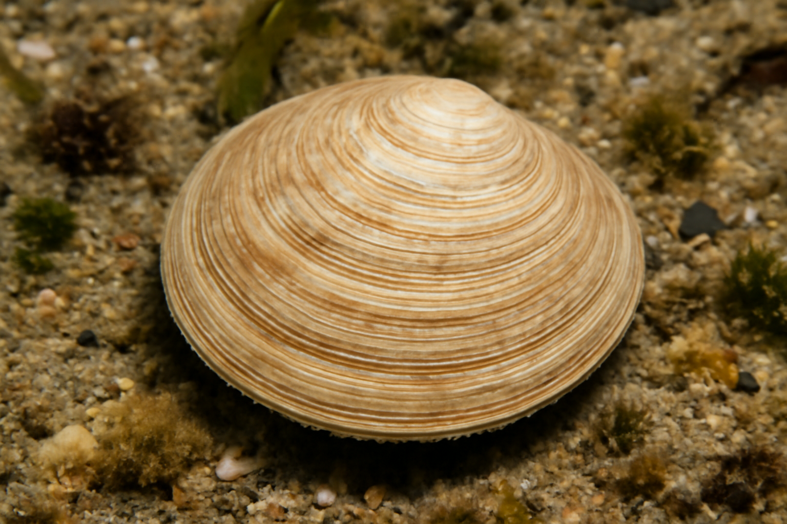 Disk Dosinia