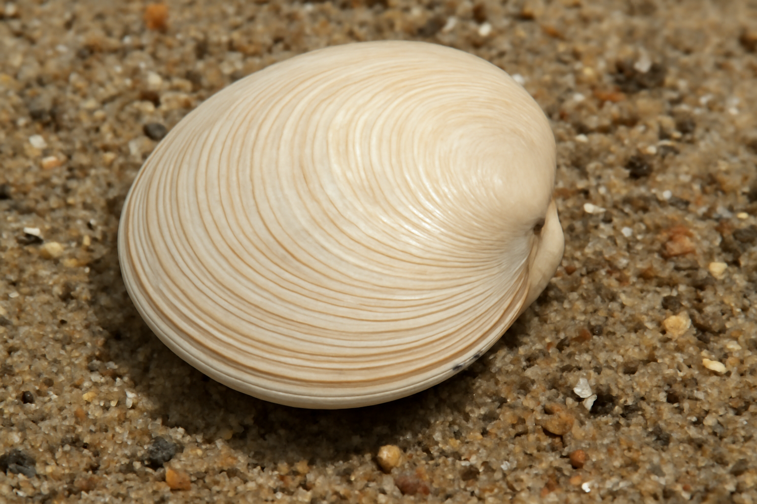 Gould's Dosinia