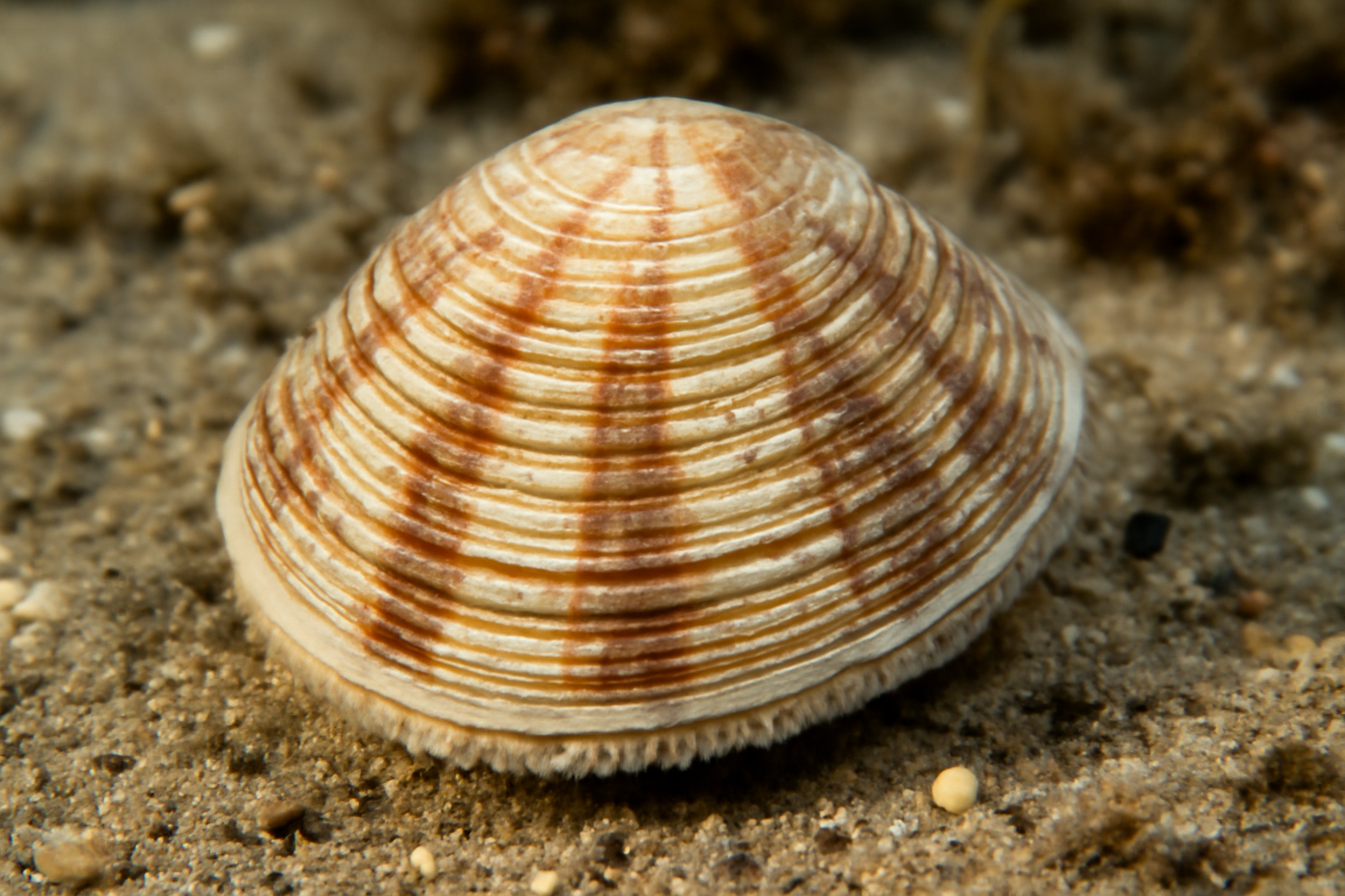Striped venus