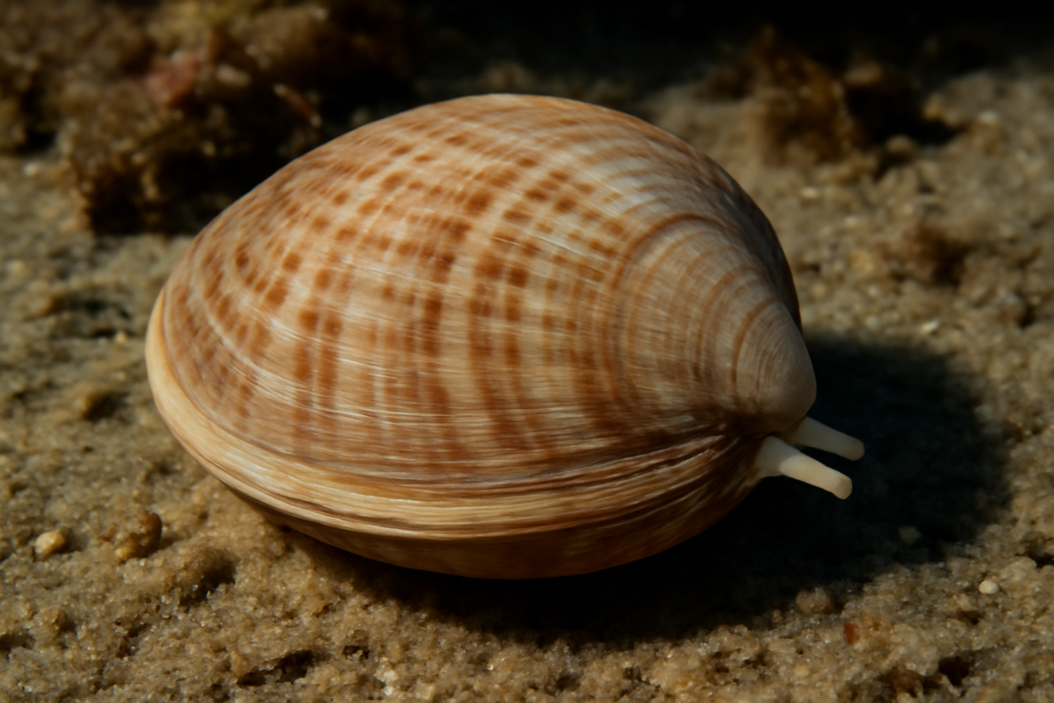 Gould's venus
