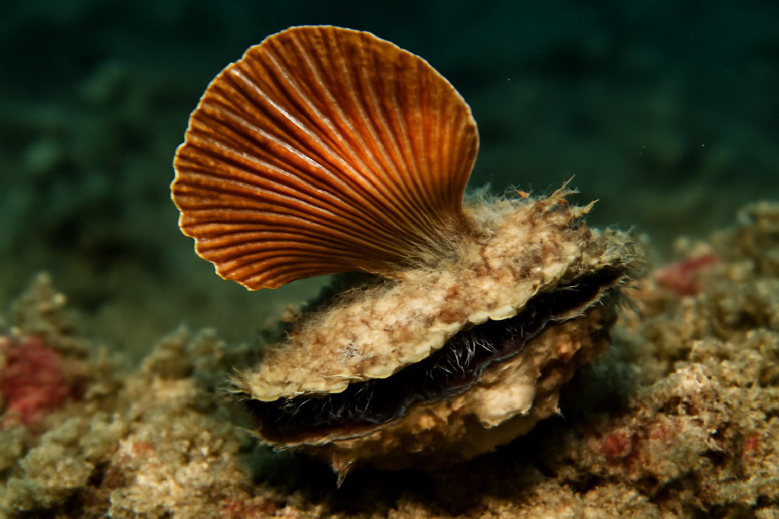 Brown Winged Oyster