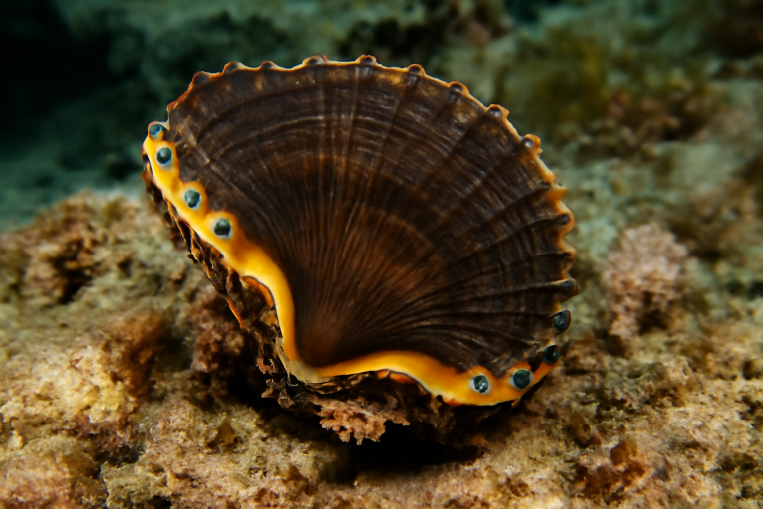 Yellow-lip Pearl Oyster