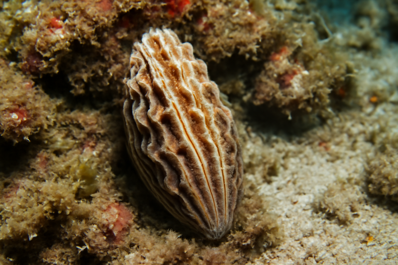 Fluted Vulsella