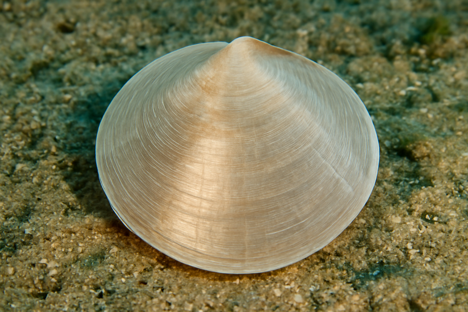 Windowpane Shell
