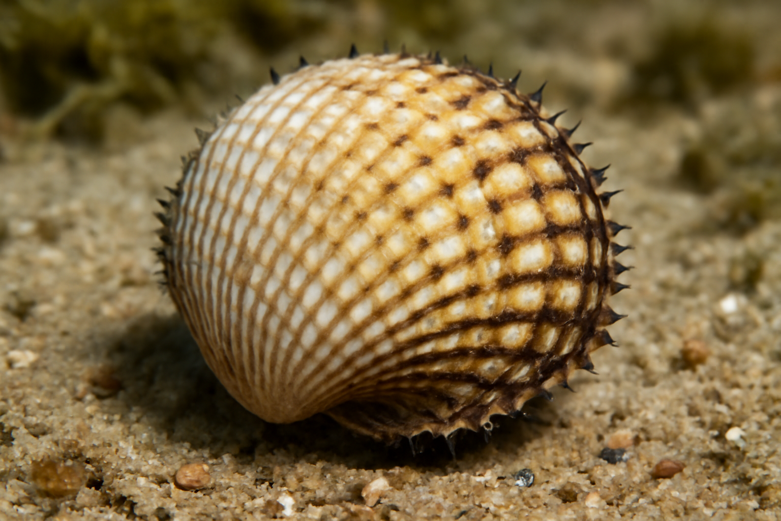 Rough Cockle