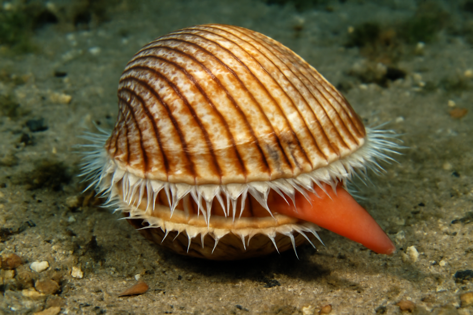 Giant Pacific Cockle