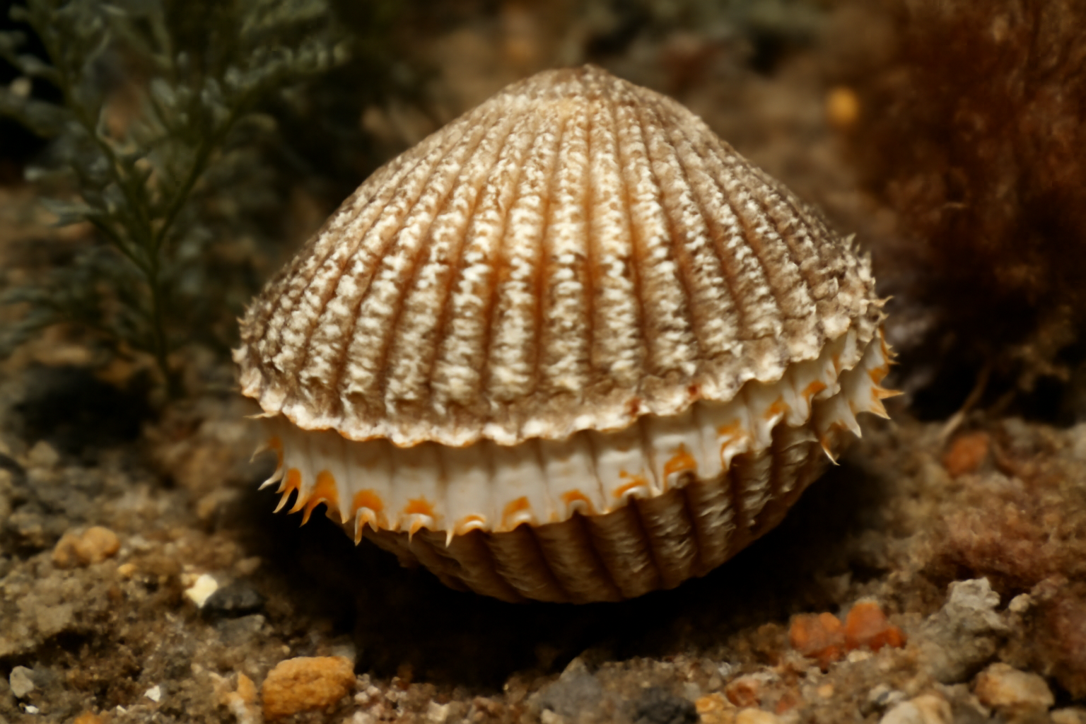Atlantic cockle