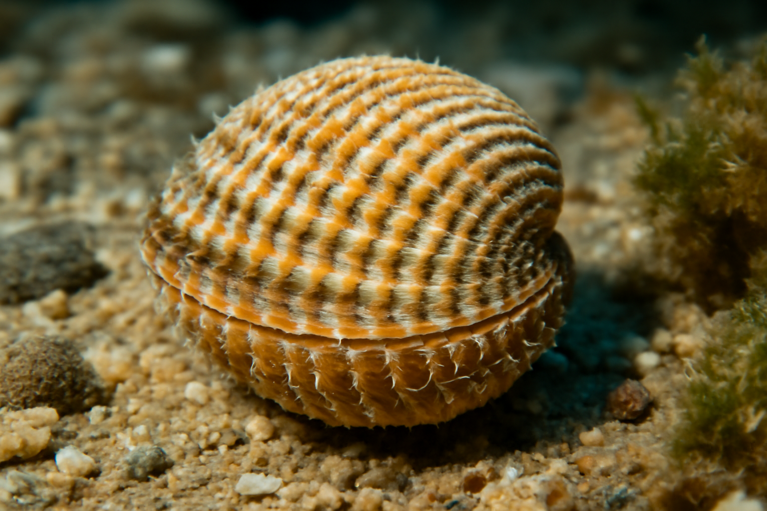 Mediterranean cockle