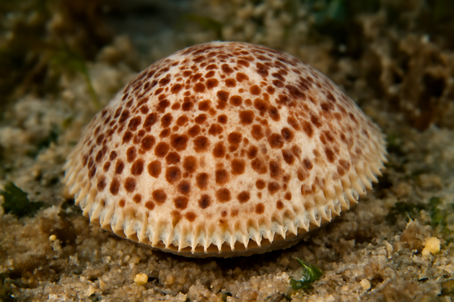 Mediterranean Spotted Cockle