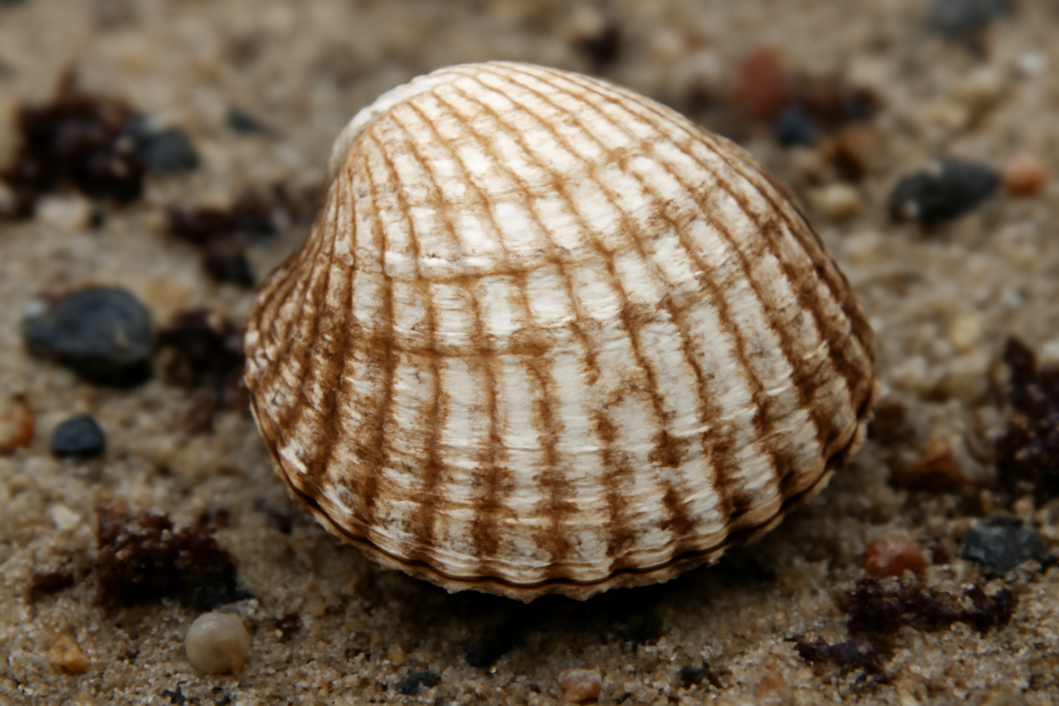Common Cockle
