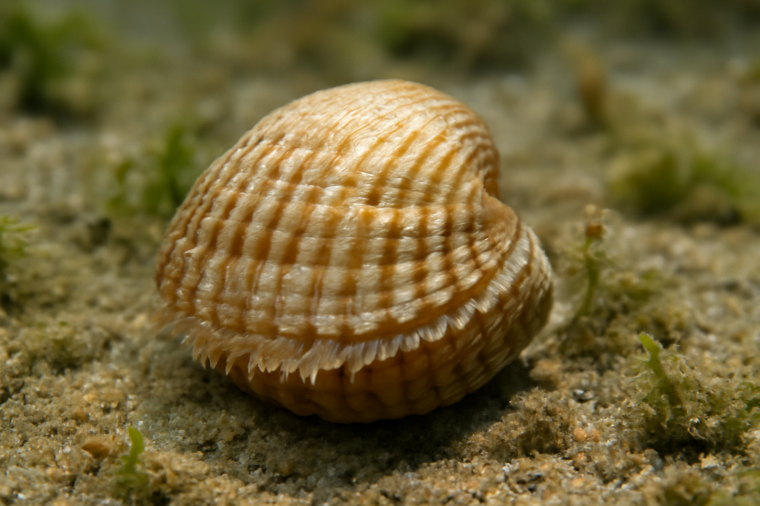 Lagoon Cockle