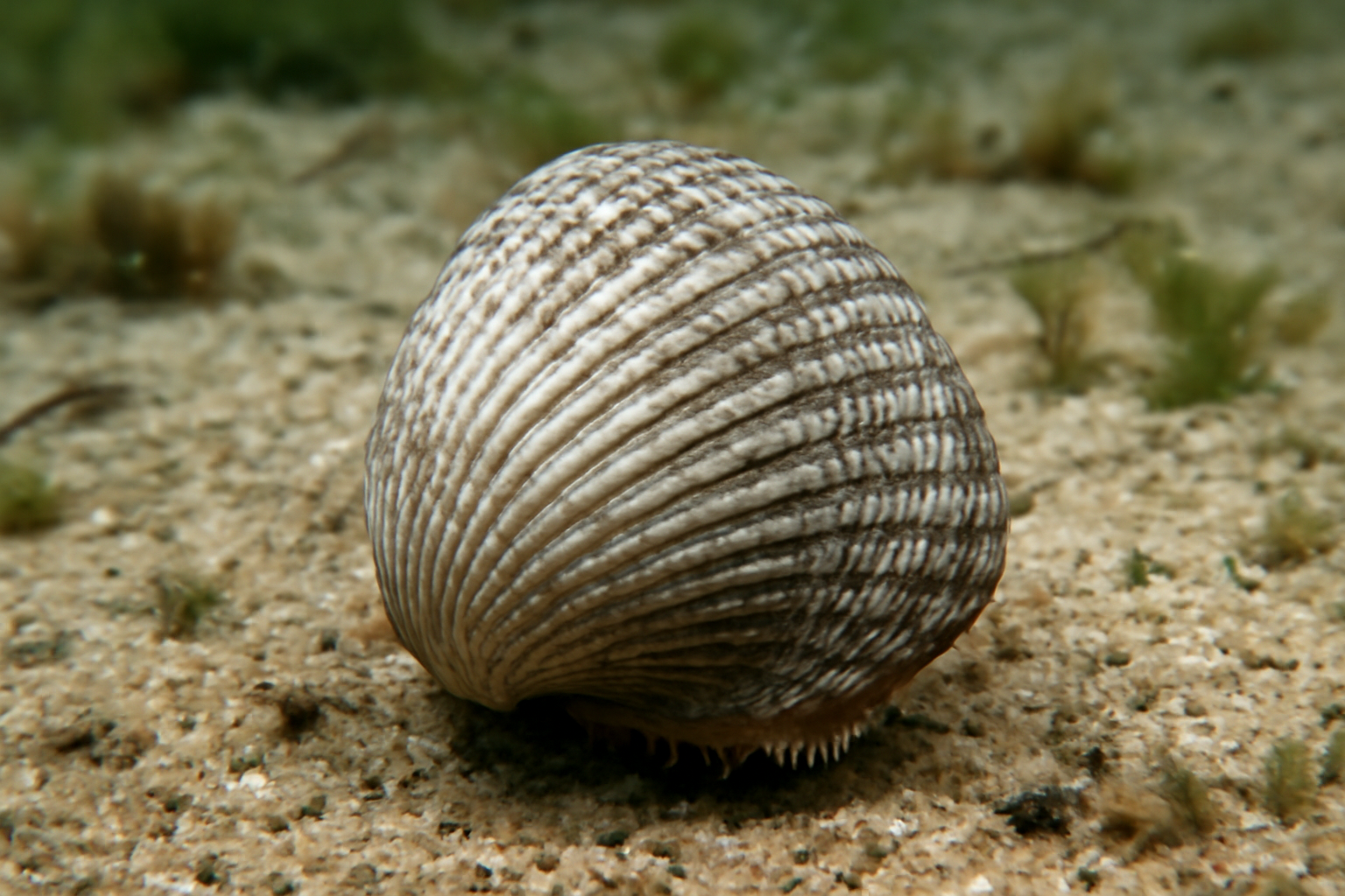 Glaucous Cockle