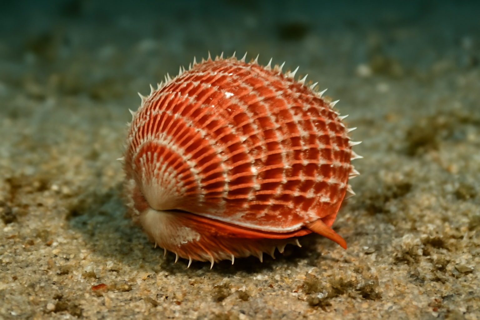 Strawberry Cockle