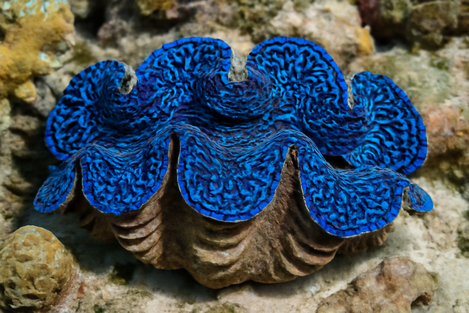 Blue Squamosa Clam