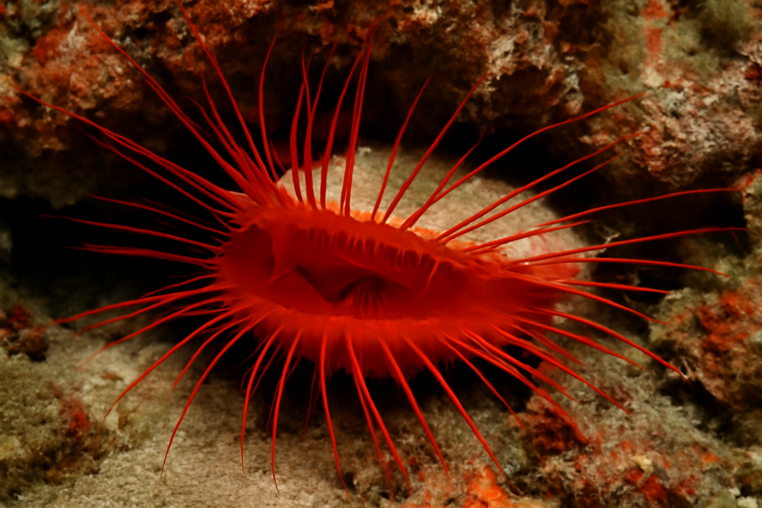 Fragile File Clam