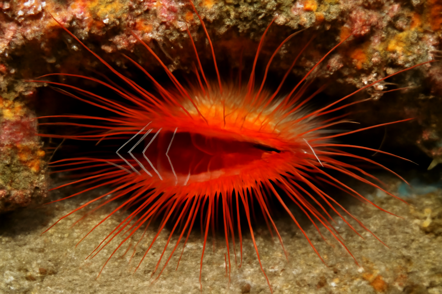 Spiny File Clam
