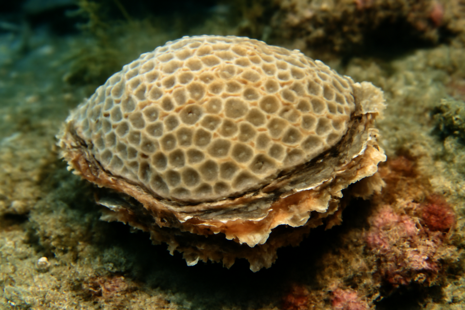 Honeycomb oyster