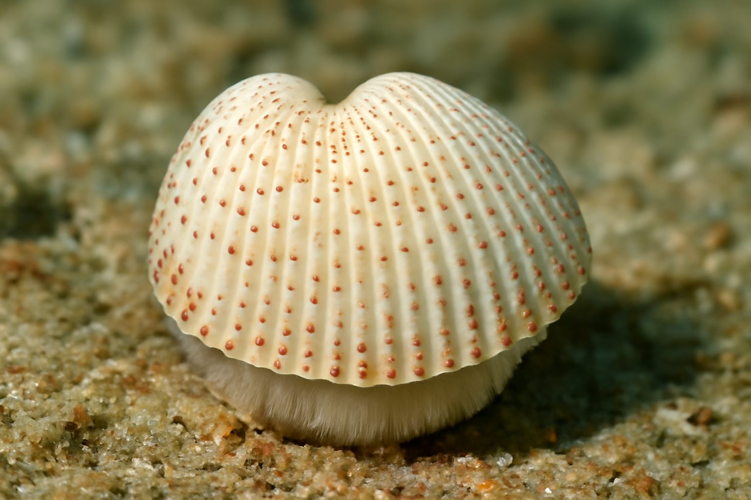 Fragum erugatum