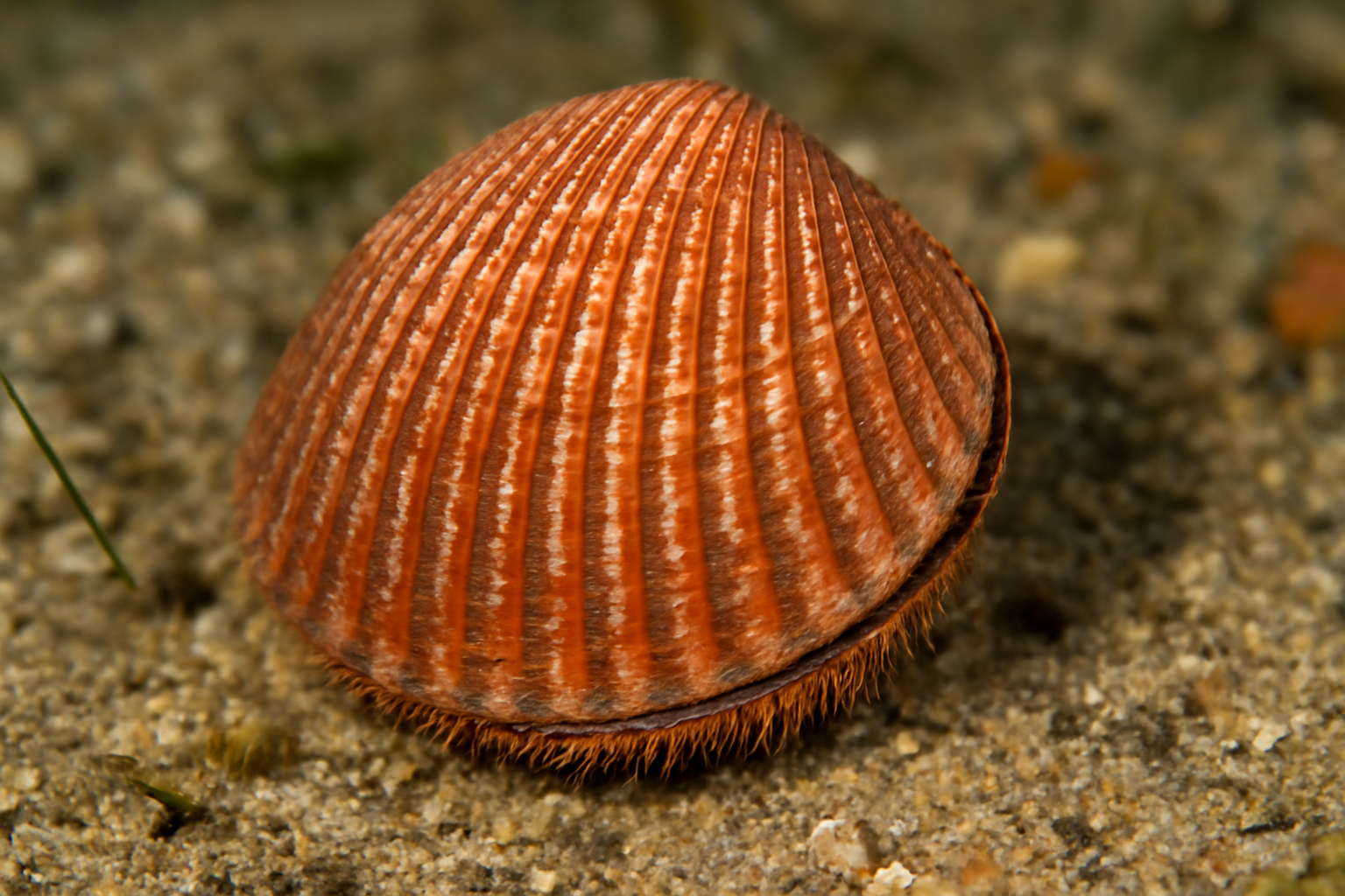 Pacific egg cockle