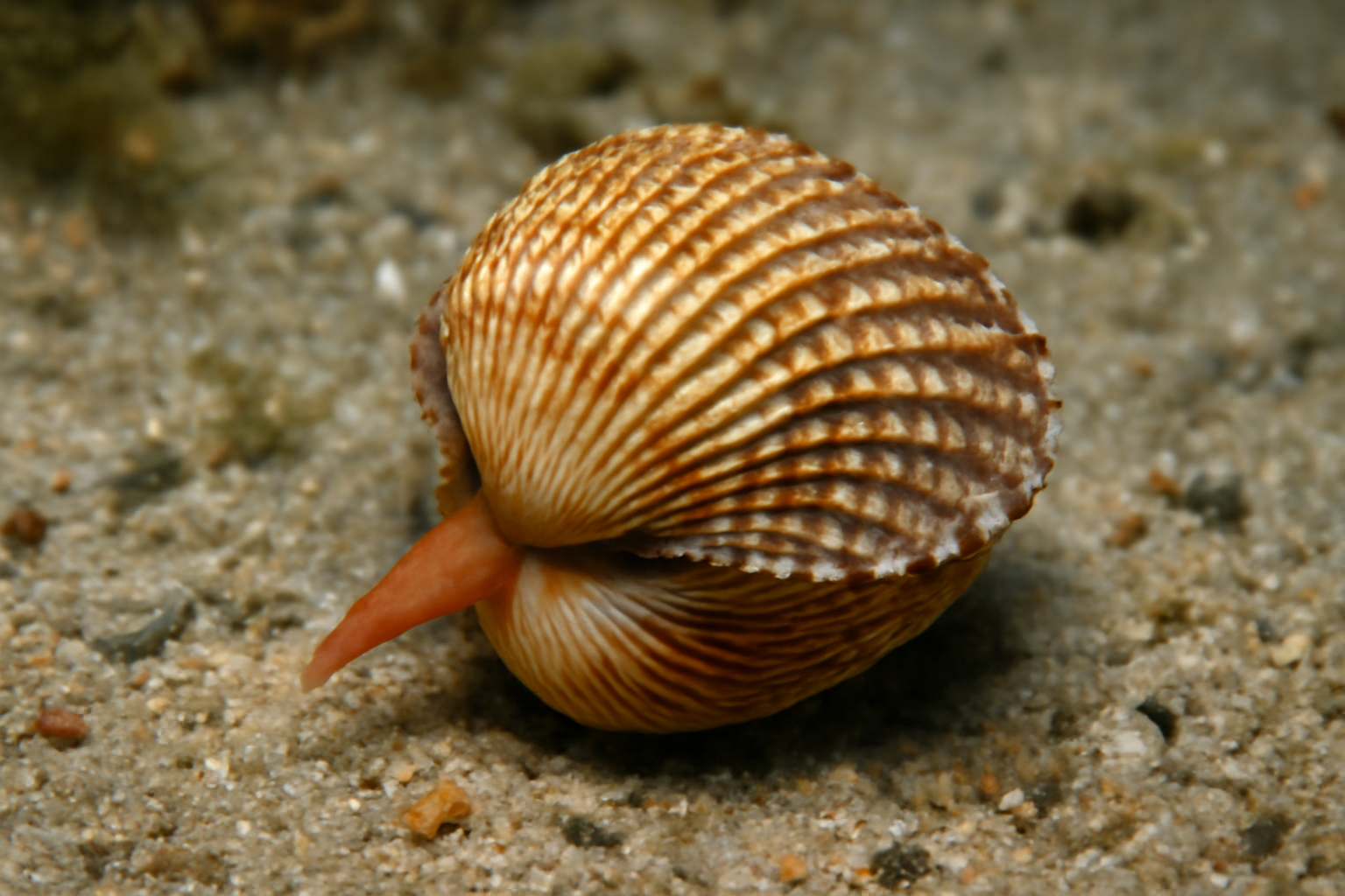 Persian cockle