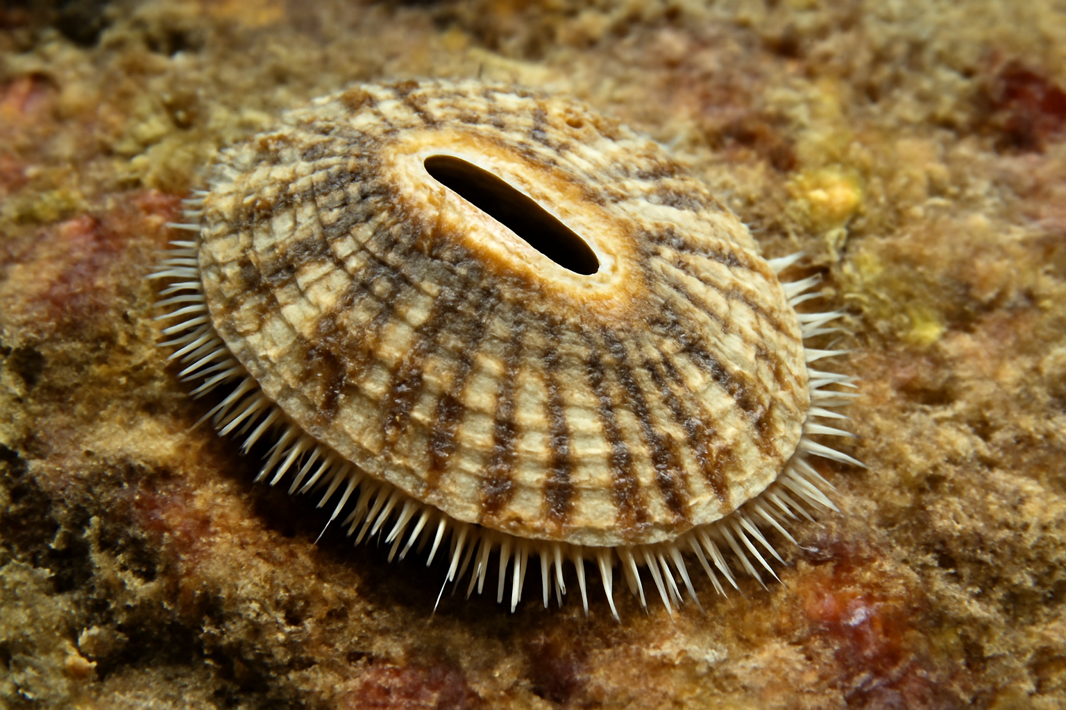 Mediterranean Keyhole Limpet