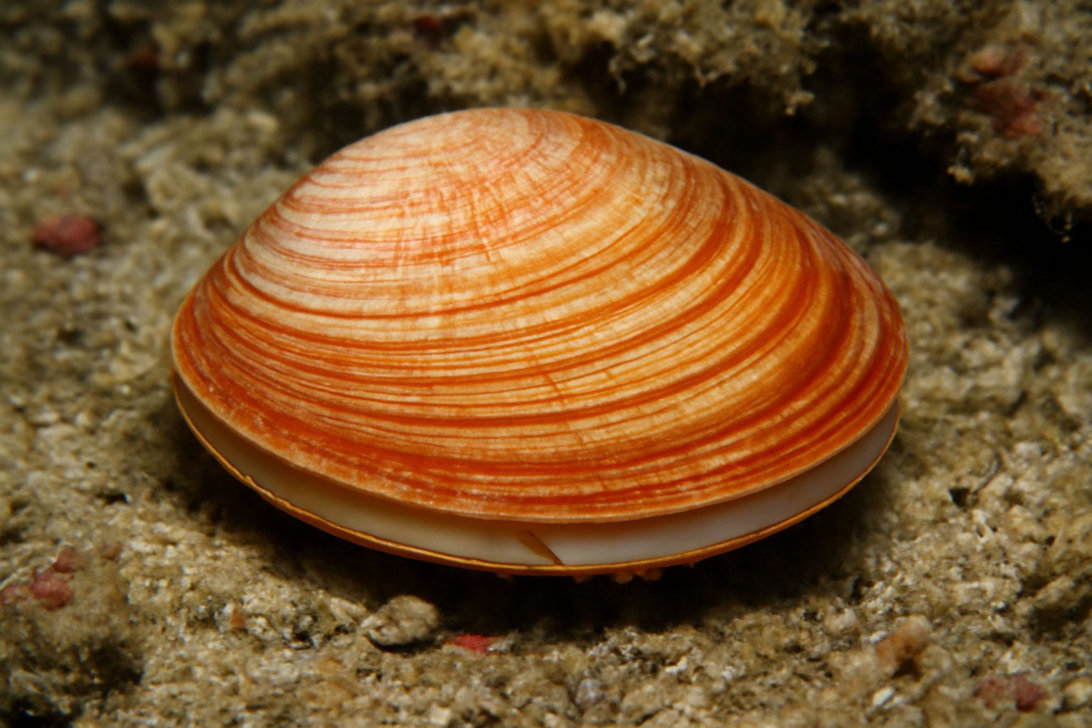 Striped Sunset Clam