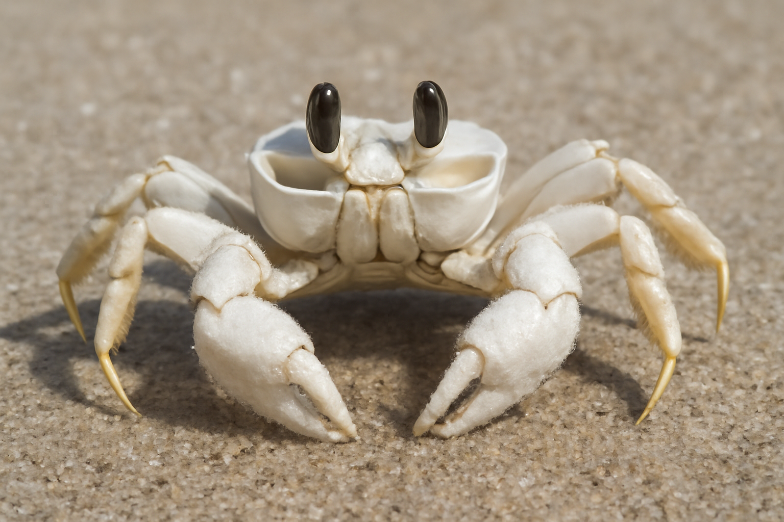 White Ghost Crab