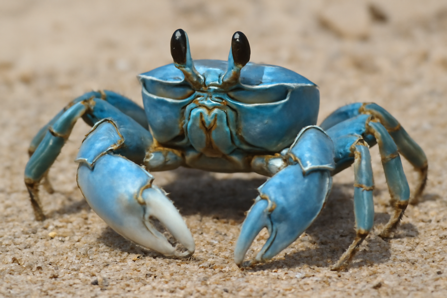 Blue Ghost Crab