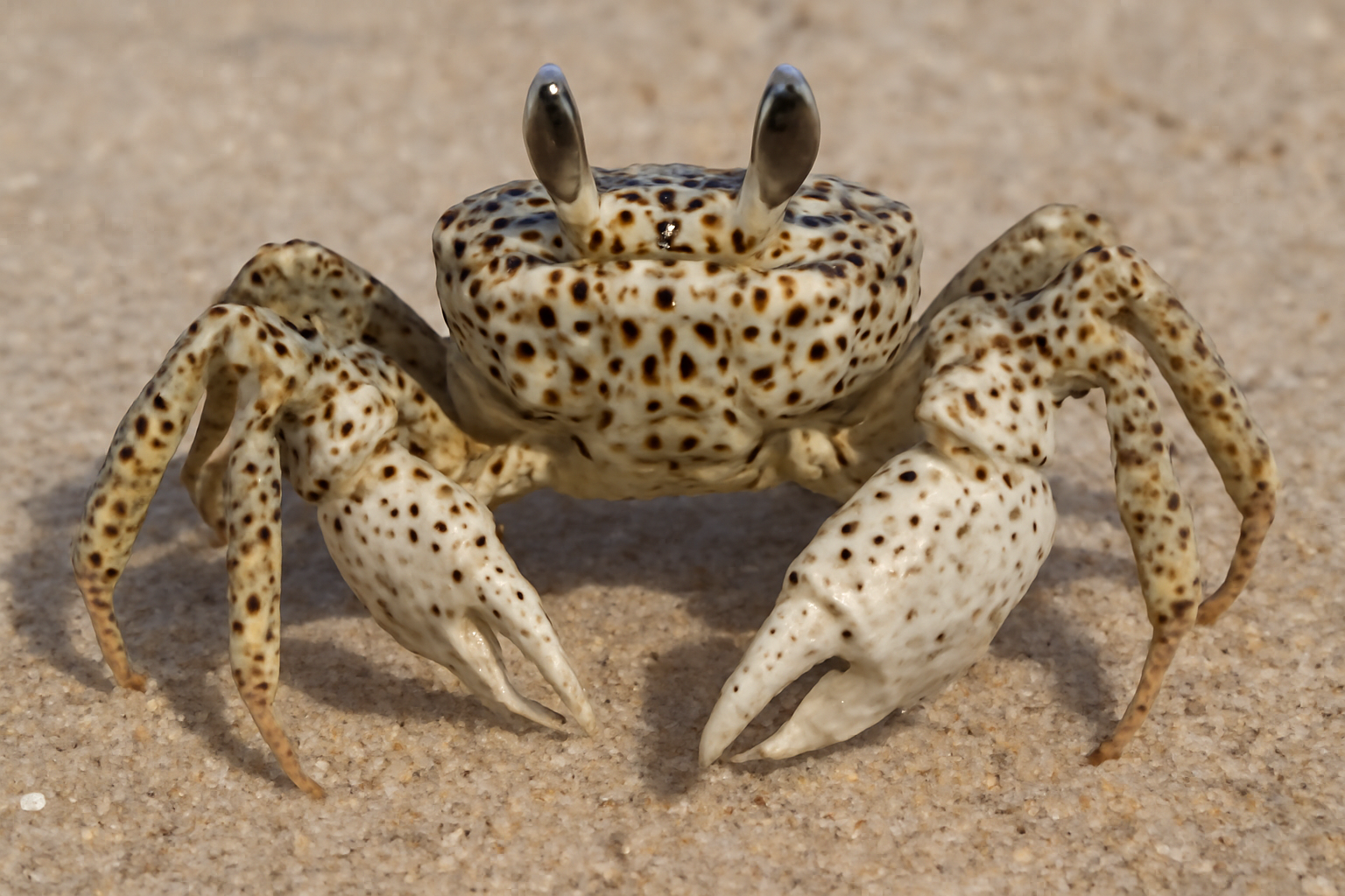 Spotted Ghost Crab