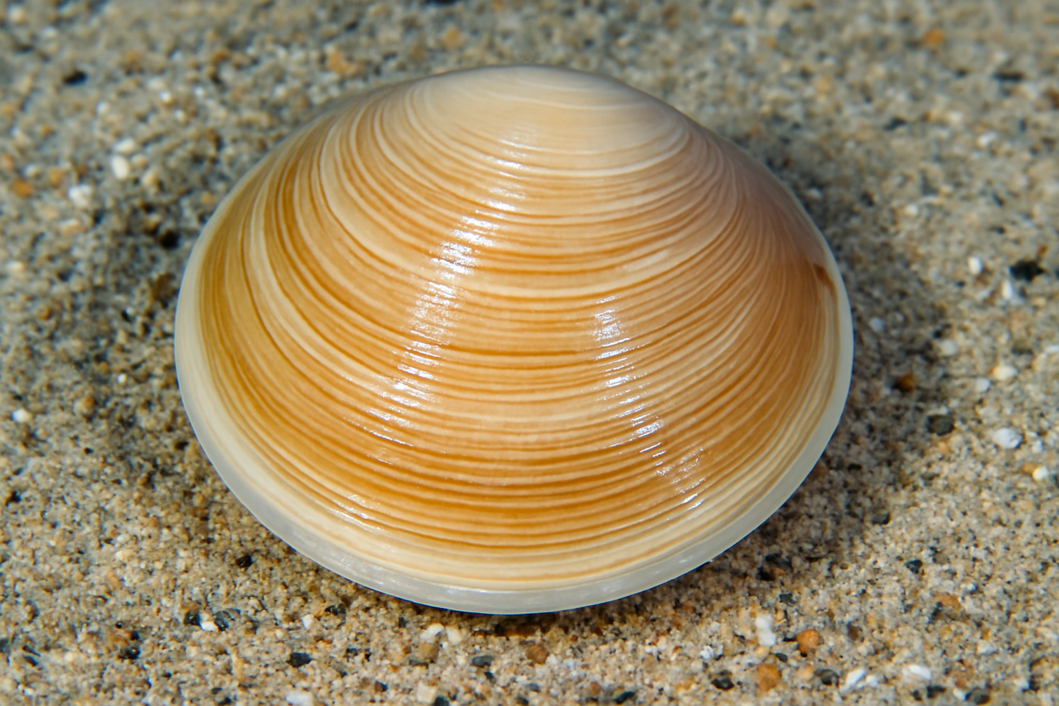 Glossy Dosinia