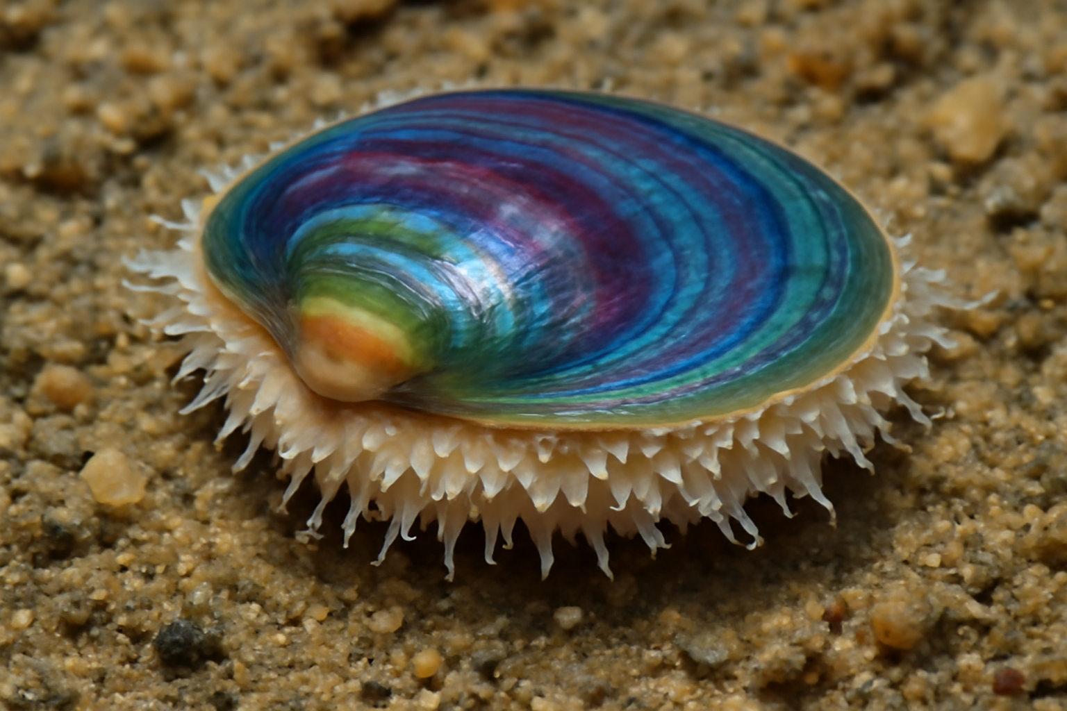 Atlantic Gem Clam