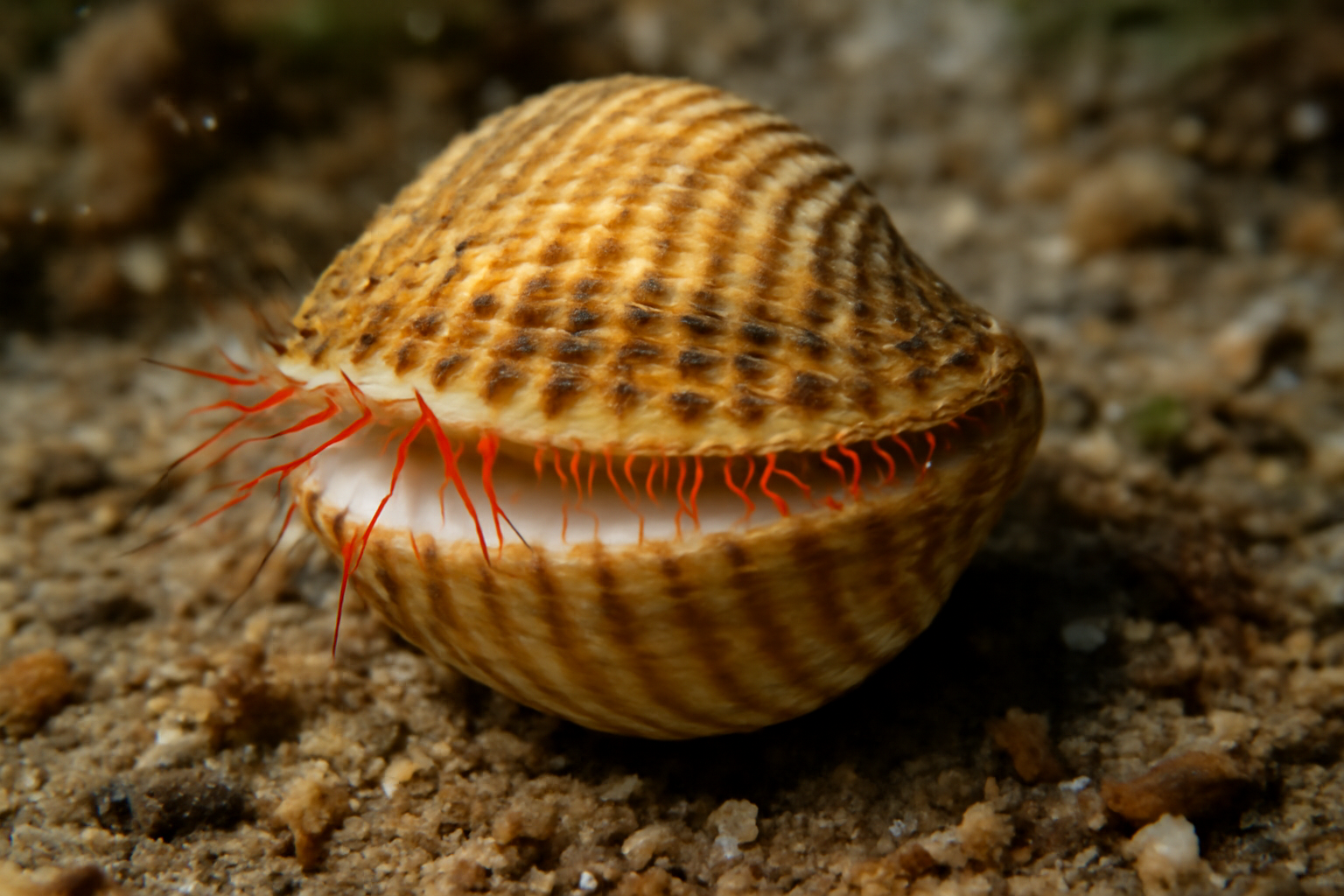 European Gem Clam