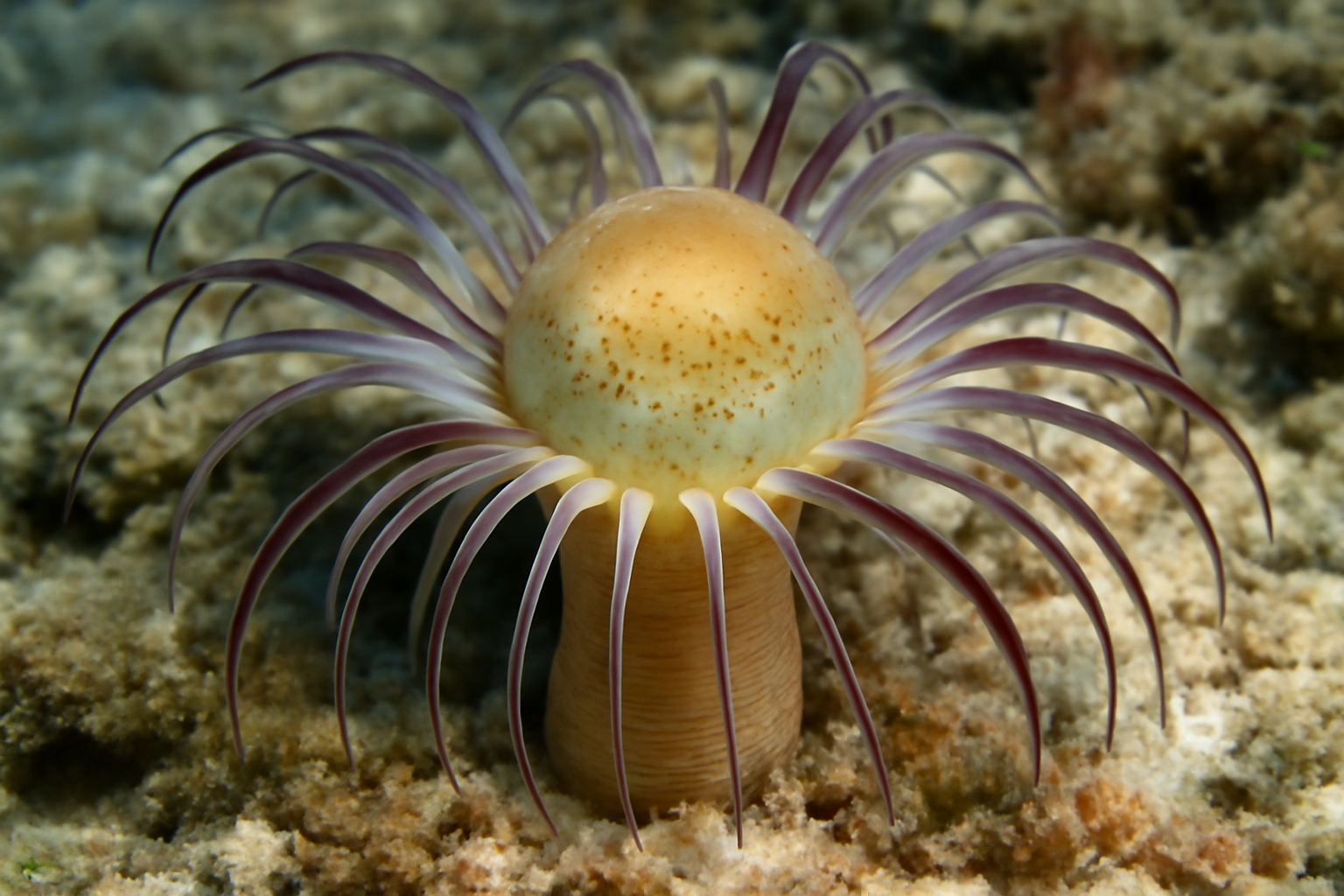 Tropical Gouldia