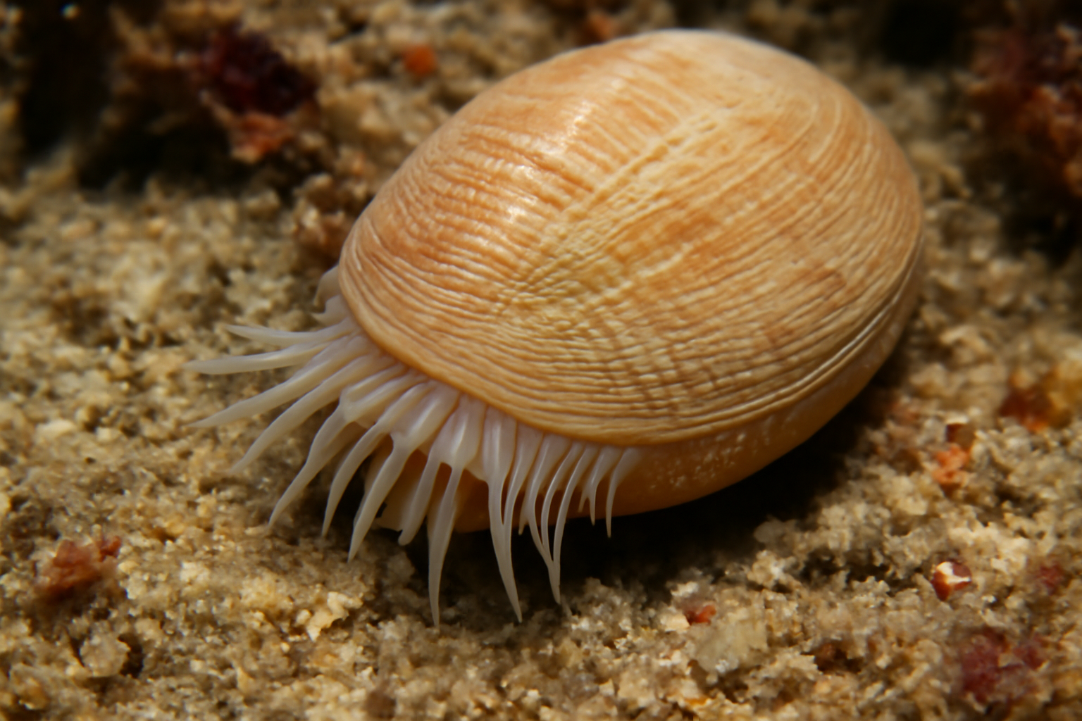 Mediterranean Gouldia