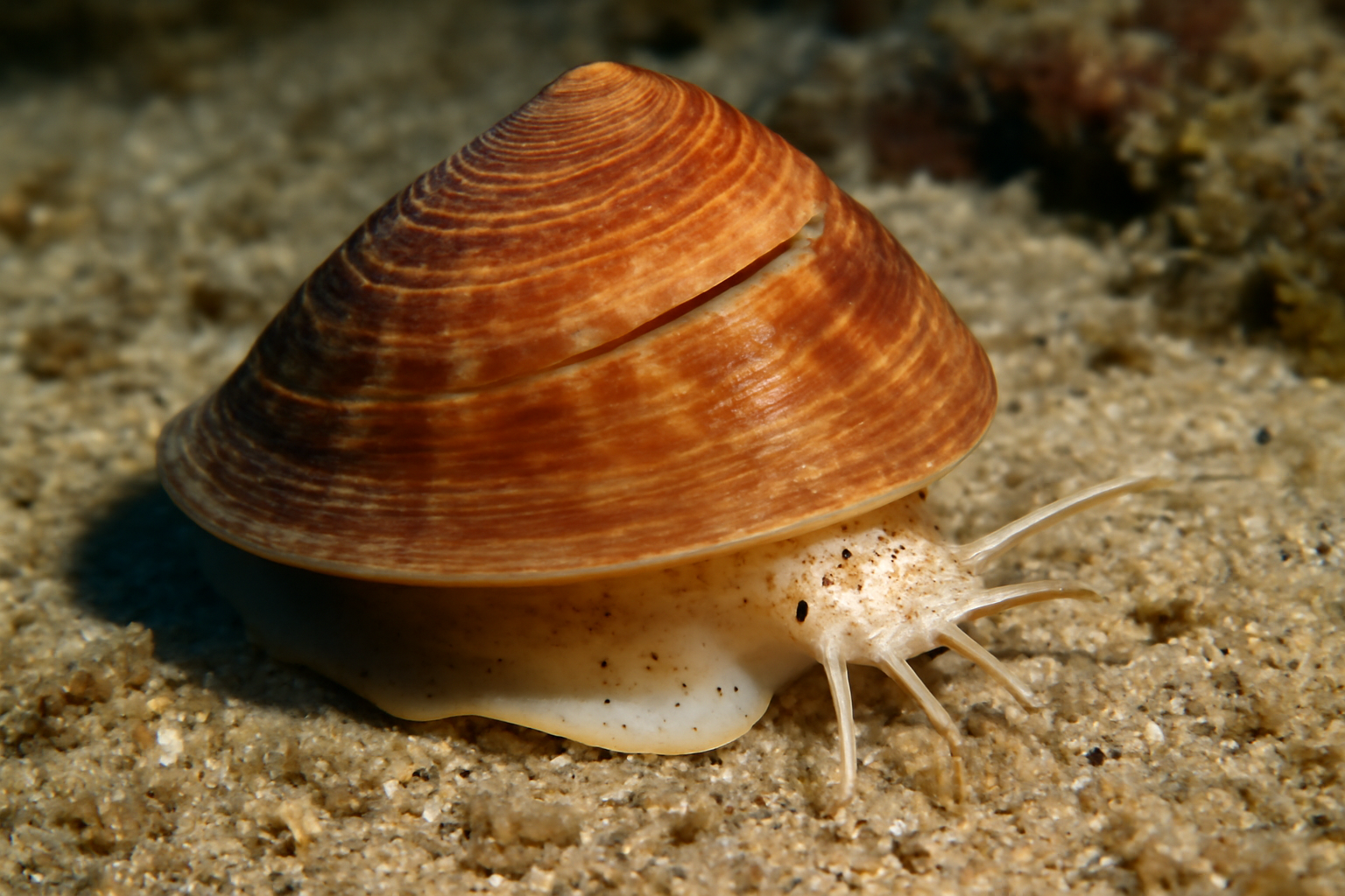 Pulley Shell