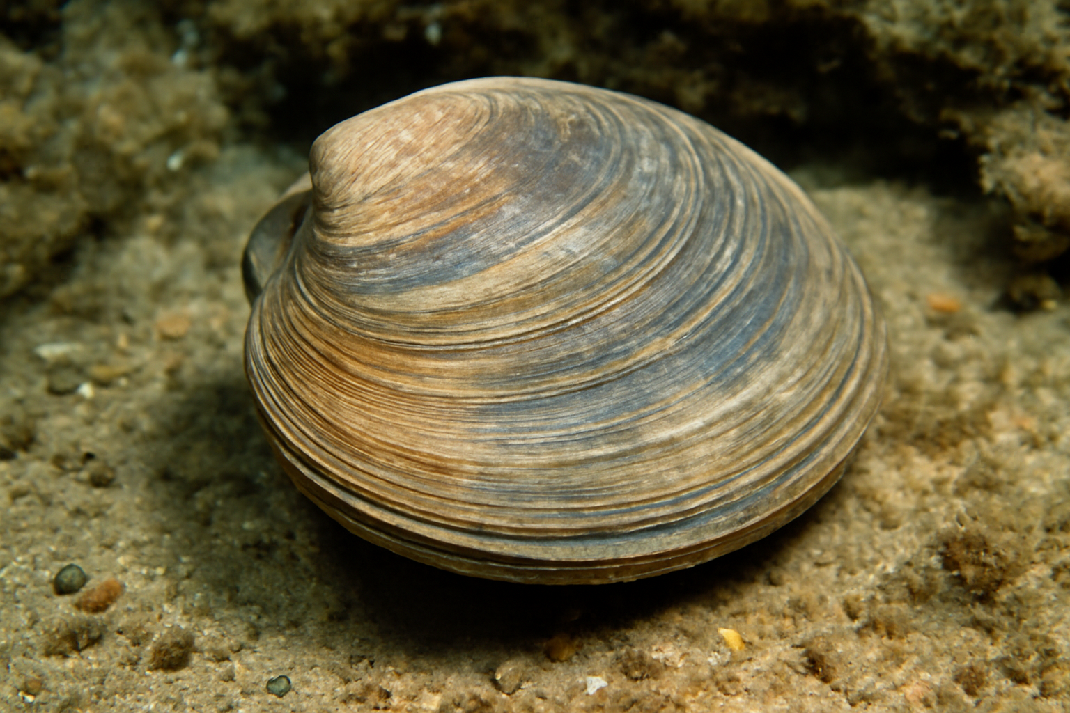 Hard Clam
