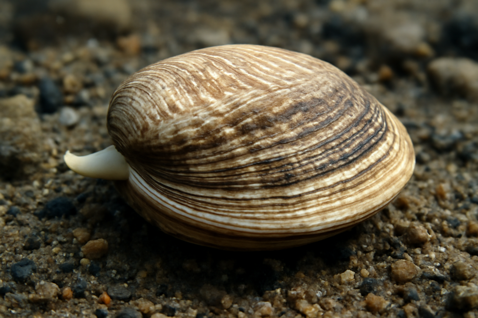 Suminoe Clam