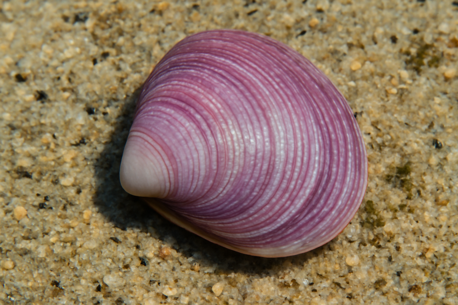 Purplish Pitar
