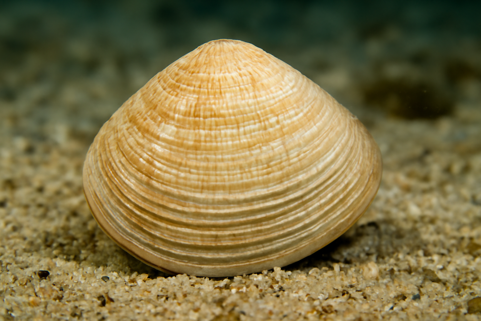 Atlantic Pitar