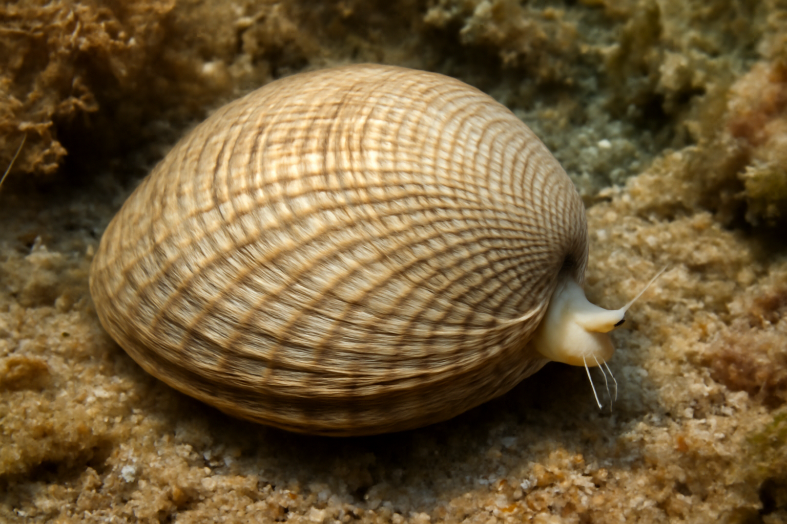 Grooved Carpet Shell