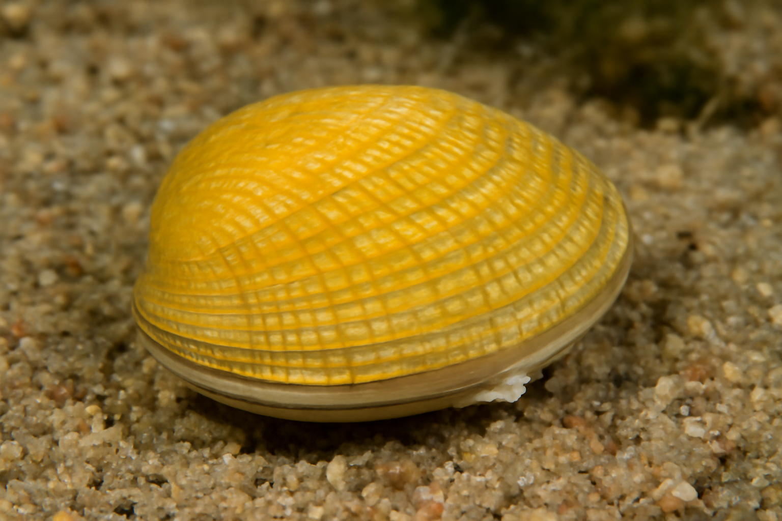 Yellow Carpet Shell