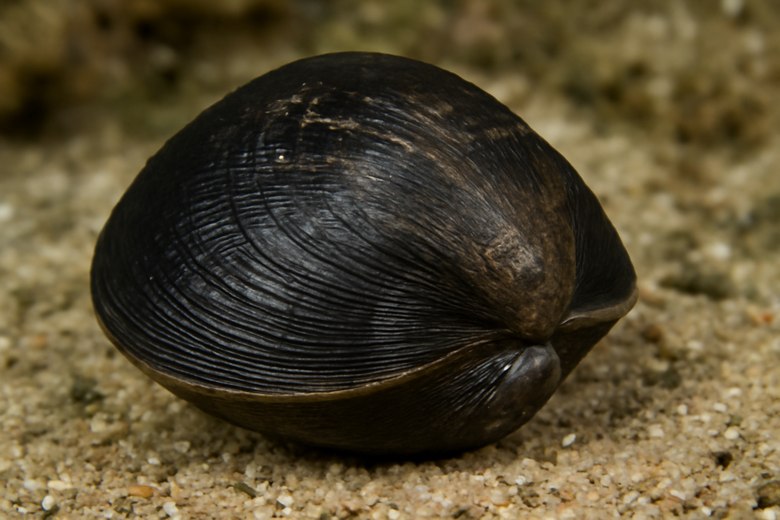Black Carpet Shell