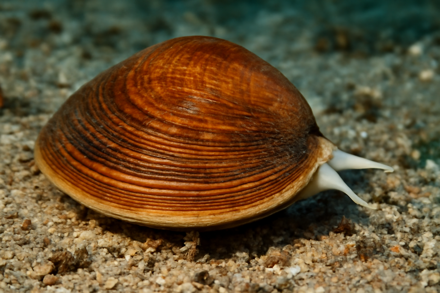 Brown venus clam