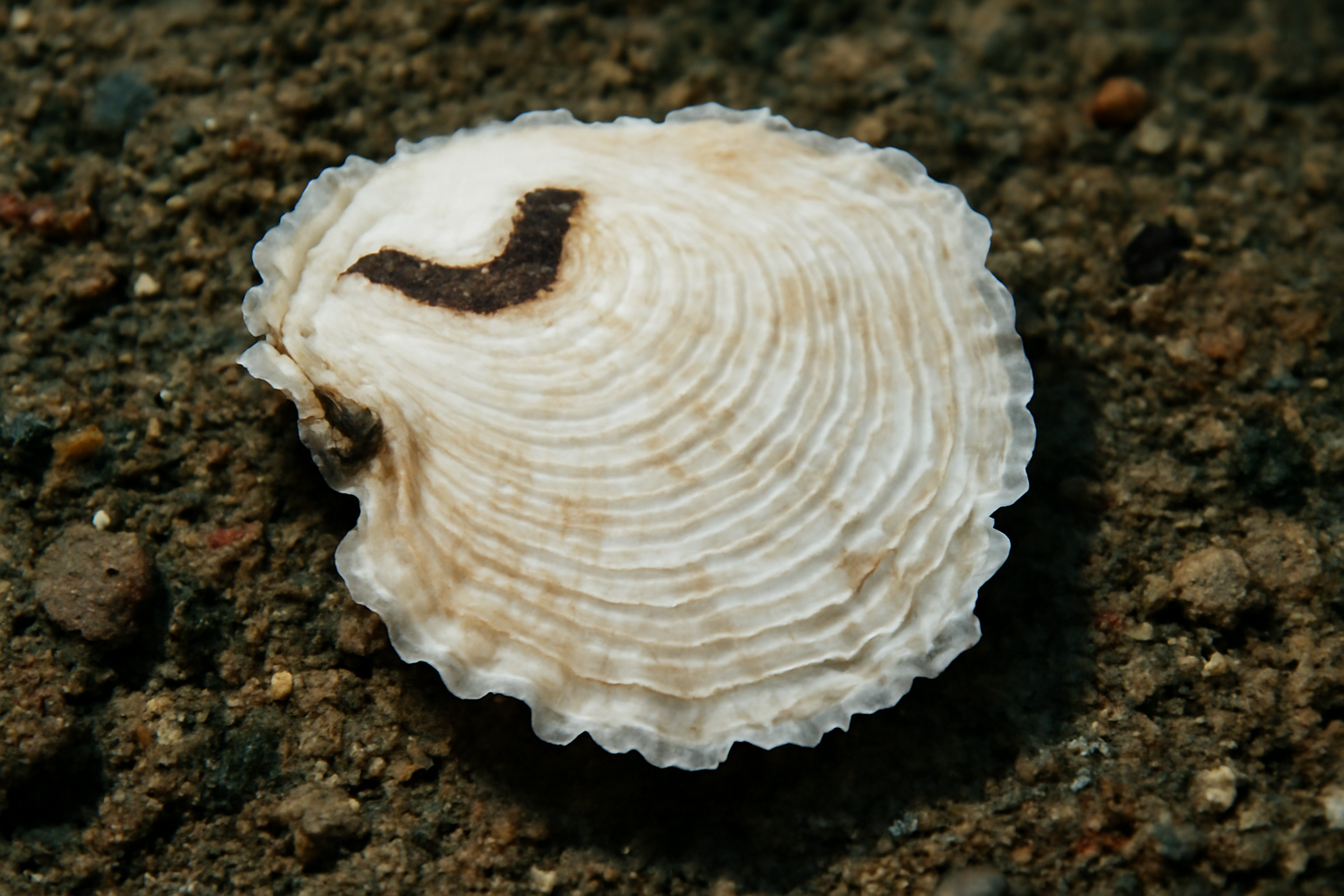 White Saddle Oyster