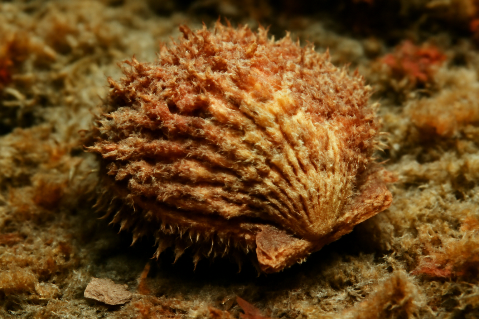 Rough bivalve