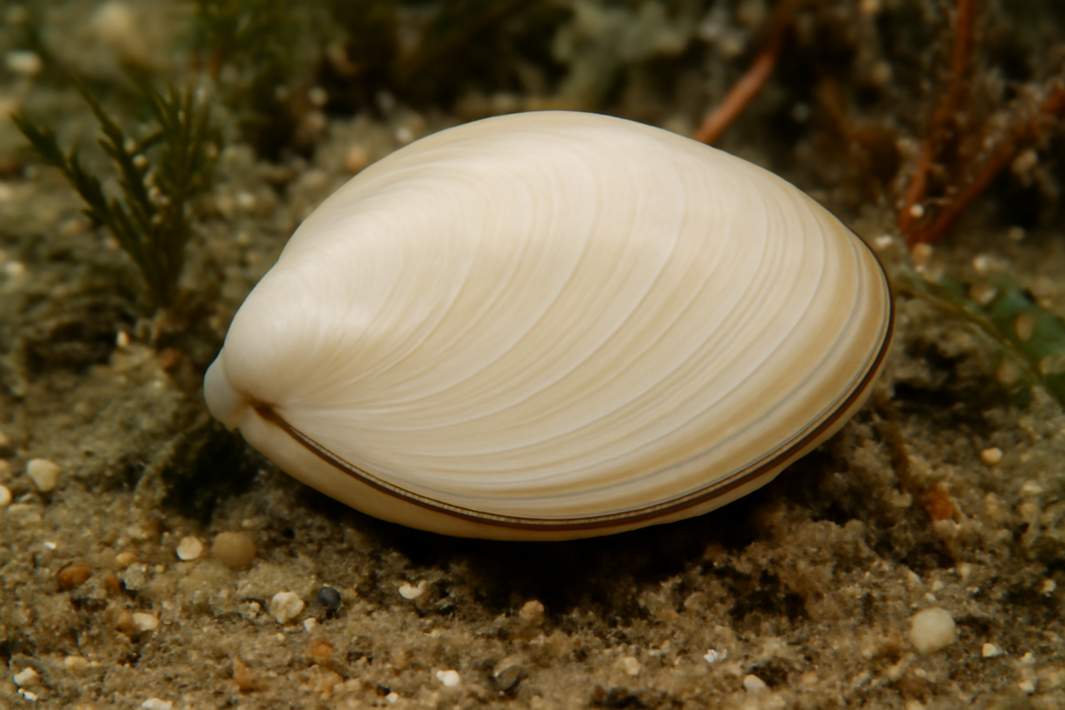 Smooth bivalve