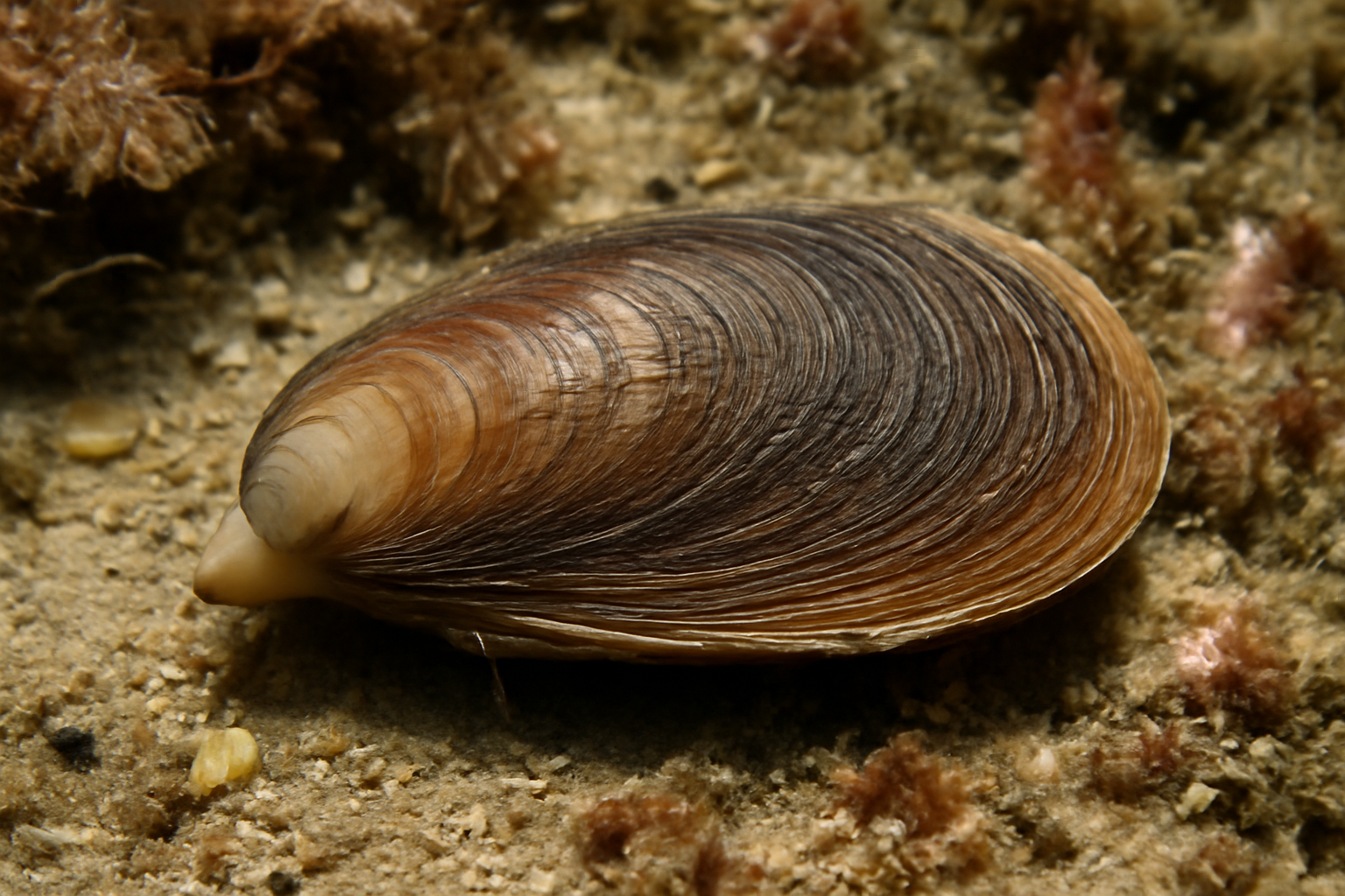 Bean's Mussel