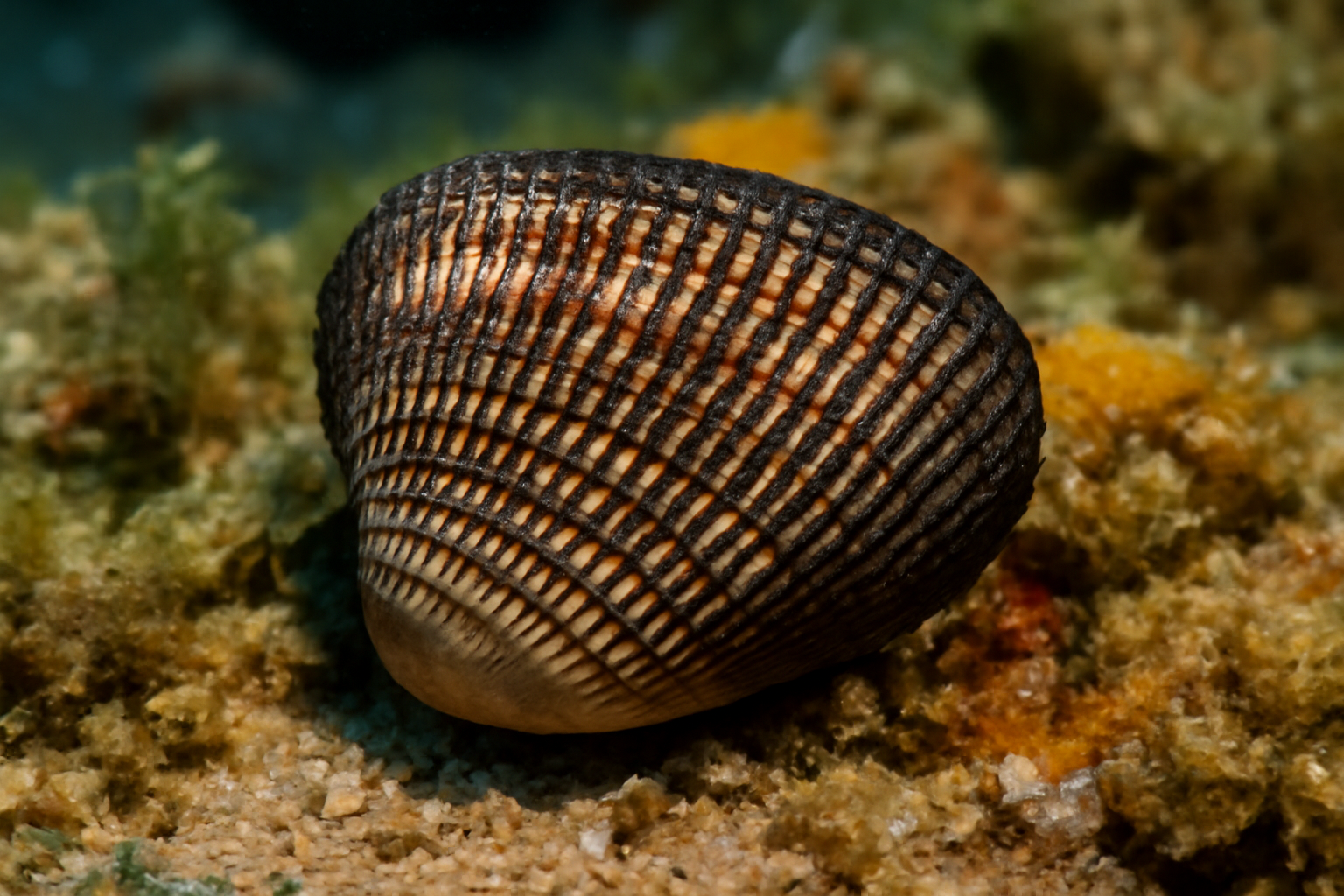 Noah's Ark Shell