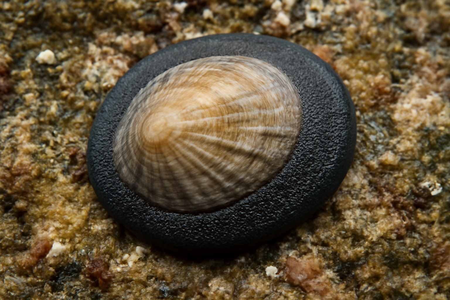 Rubber limpet
