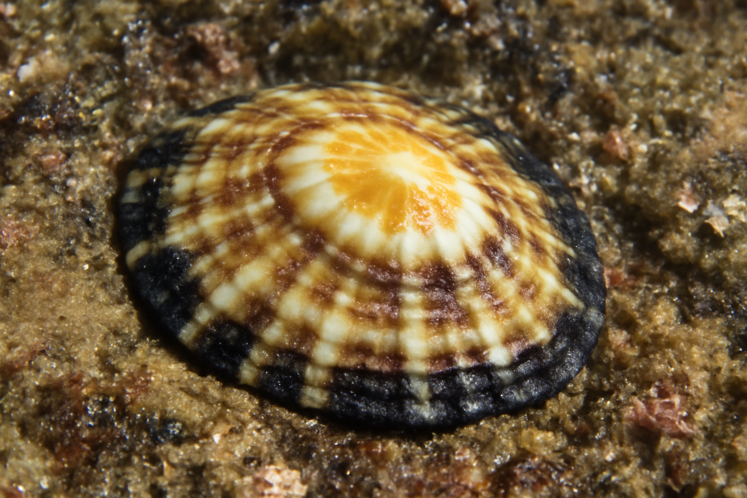 Hawaiian limpet